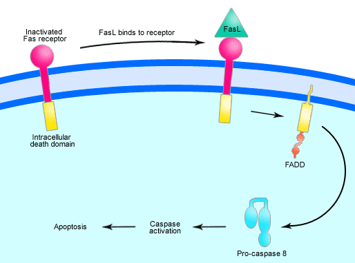 File:Fas-signalling.png