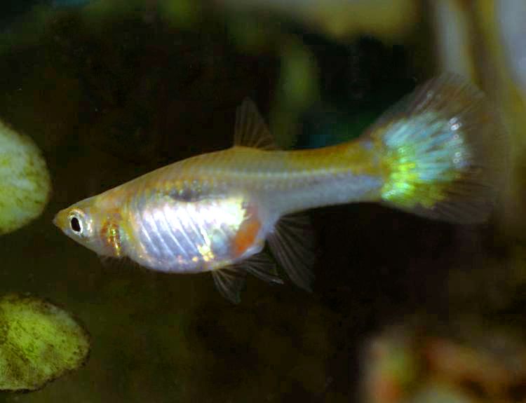 File:FemaleGuppy2.jpg