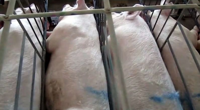 File:Gestation crates 3.jpg