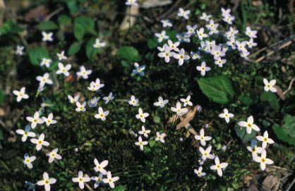 File:Houstonia caerulea.jpg