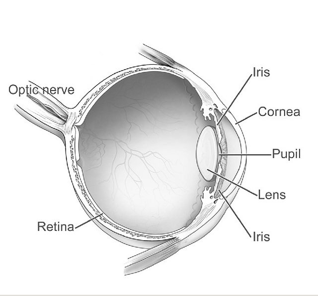 File:Human eye diagram-sagittal view-NEI.jpg