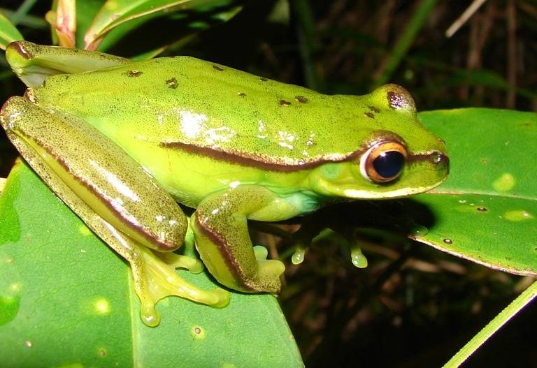 File:Hypsiboas marginatus01.jpg