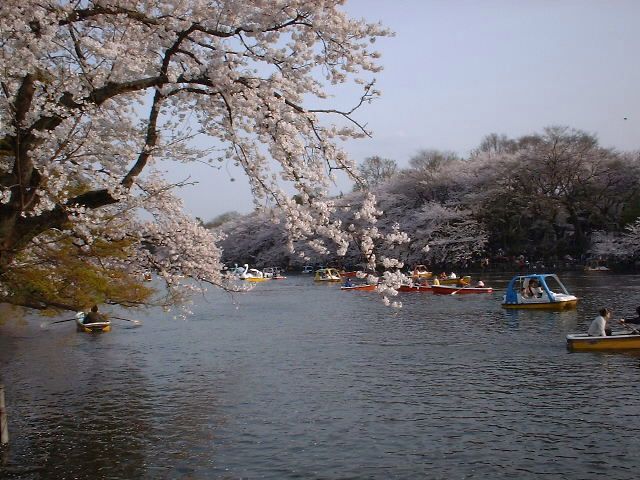 File:Inokashira Park - Blossom over water1.jpg