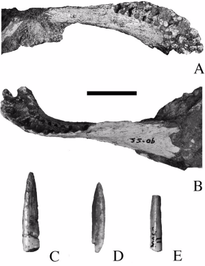 File:Karongasaurus mandible.png