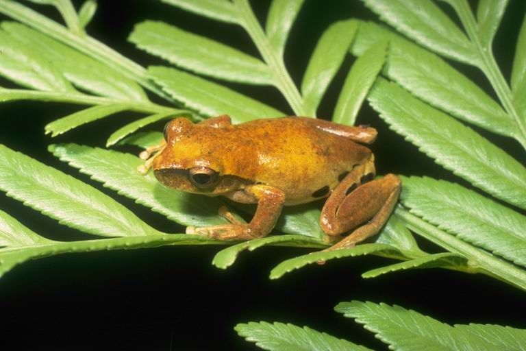 File:Litoria revelata01.jpg