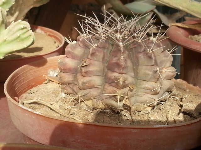 File:Mammilaria Cactus Sudan.jpg