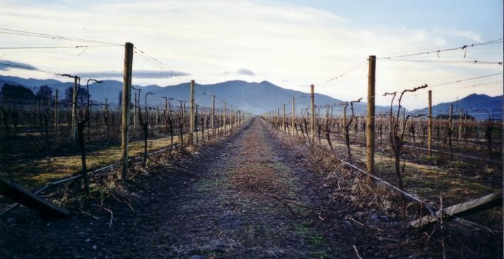 File:Marlborough vineyard.jpg