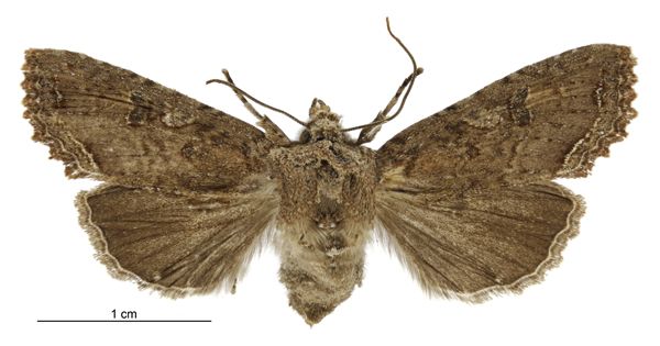 File:Meterana inchoata female.jpg