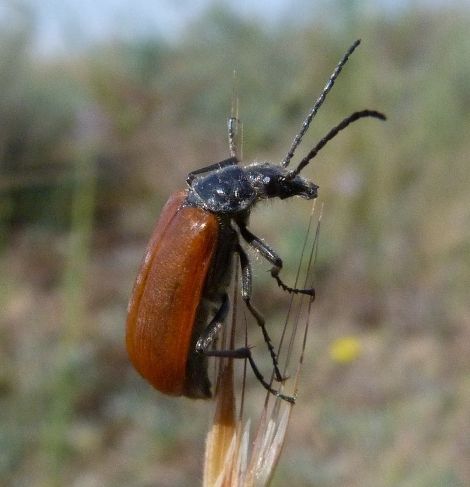 File:Omophlus lepturoides.JPG