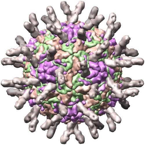 File:PBB Protein ICAM1 image.jpg