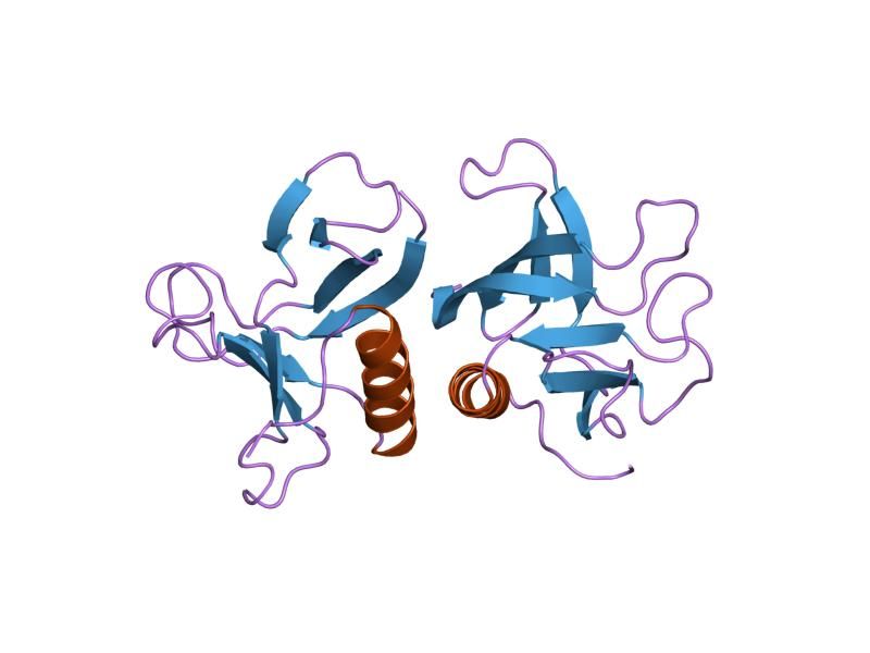 File:PDB 1dyn EBI.jpg