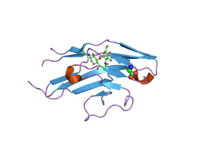 File:PDB 1o7s EBI.jpg