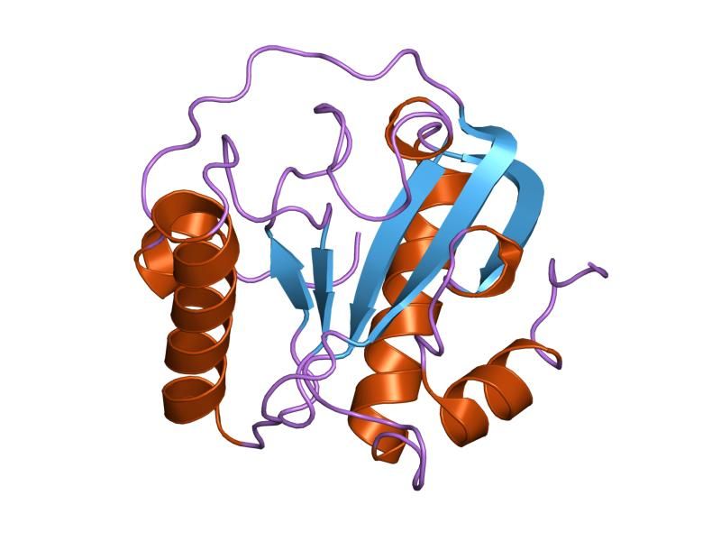 File:PDB 1yck EBI.jpg