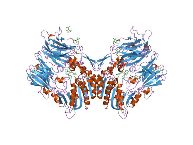 File:PDB 2bub EBI.jpg