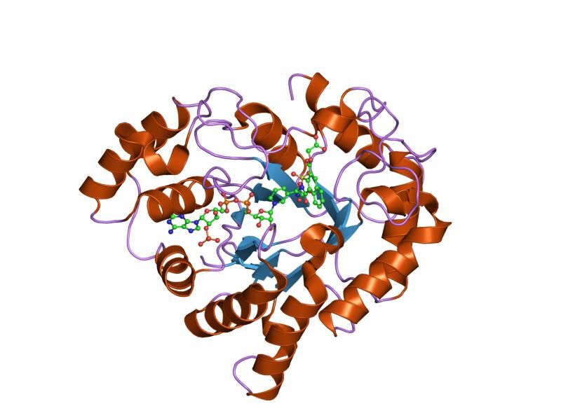 File:PDB 2nvc EBI.jpg