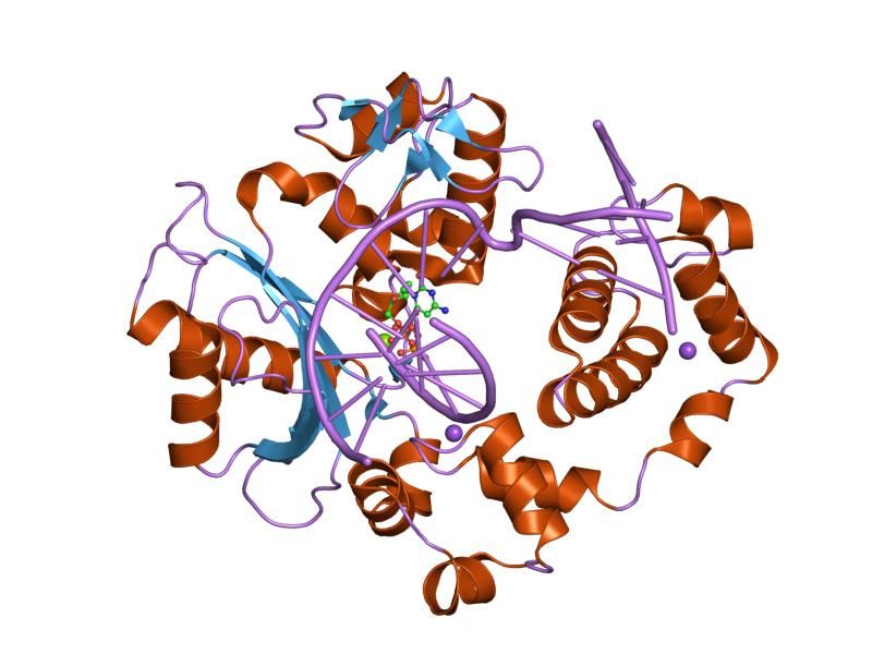 File:PDB 2pfp EBI.jpg