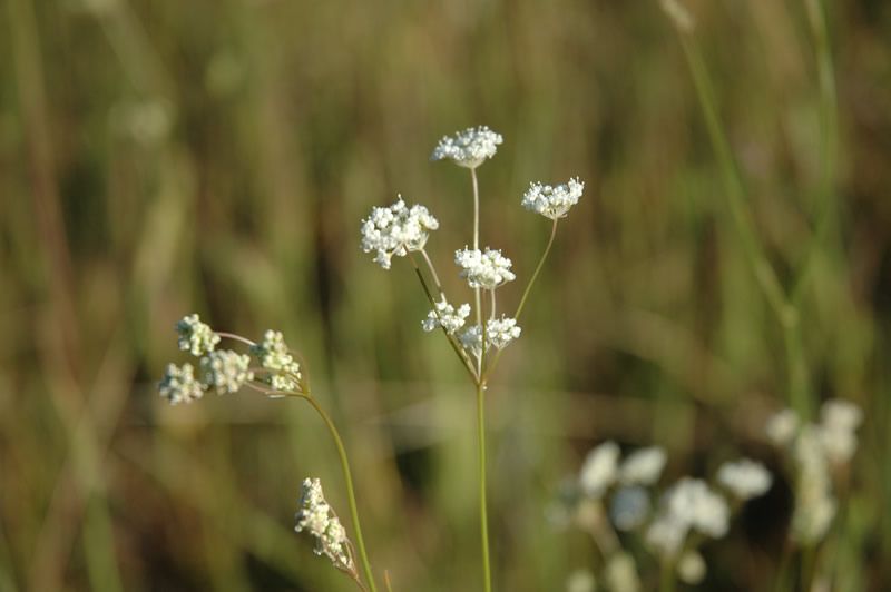 File:Perideridia erythrorhiza Lois Shoemaker lg.jpg