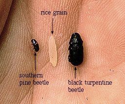 File:Pine beetle 1 - Flickr - USDAgov.jpg