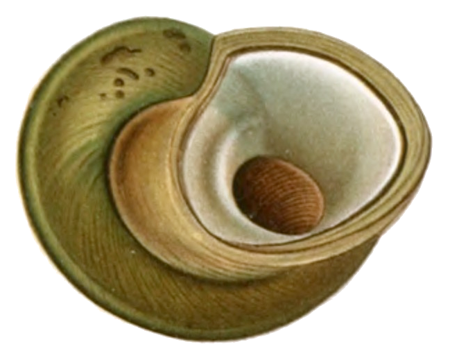 File:Potamolithus rushii shell 2.png