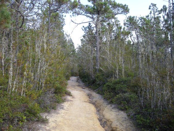 File:Pygmy Forest.jpg