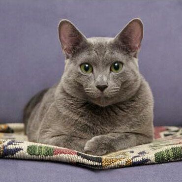 File:Russian blue cat (2006 photo; cropped 2023).jpg