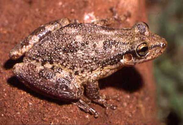 File:Scinax nasicus.jpg