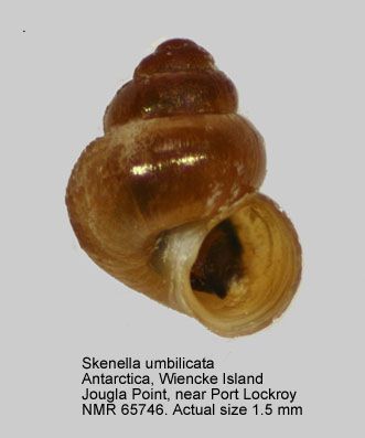 File:Skenella umbilicata PICTURES NMR993000065746A.jpg