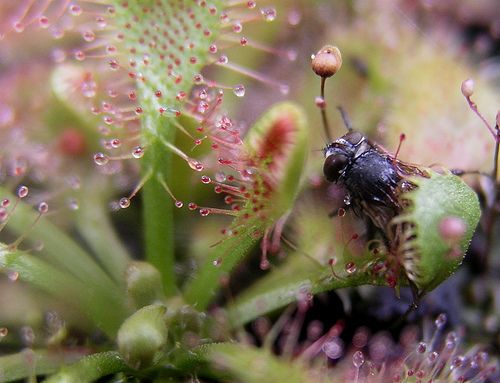 File:Sundew fly.jpg