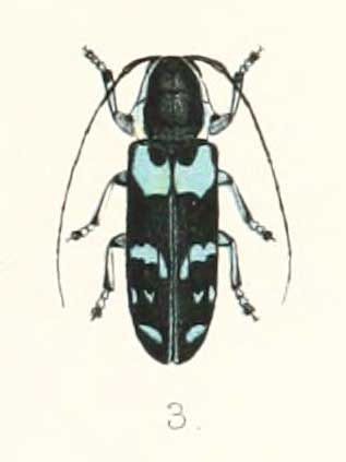 File:Tragocephala caerulescens 1894.jpg