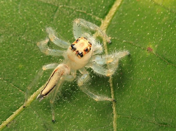 File:Unknown western ghats spider 2.jpg