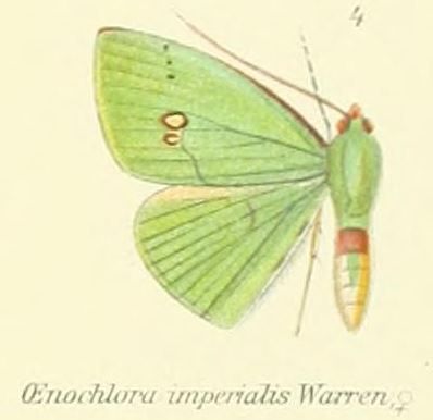 File:04-Oenochlora imperialis Warren, 1896.jpg