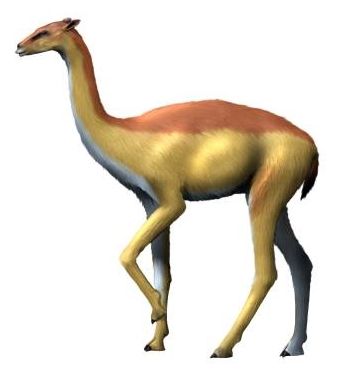 File:Aepycamelus NT small.jpg