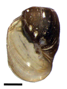 File:Amerianna carinata shell.png