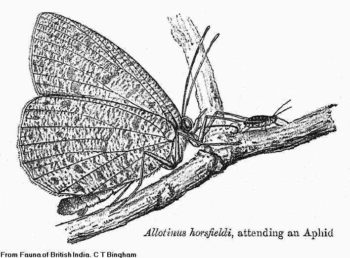 File:BH002 Allotinus horsfieldi.jpg