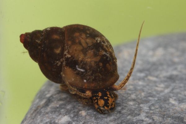 File:Bithynia tentaculata A MRKVICKA.JPG