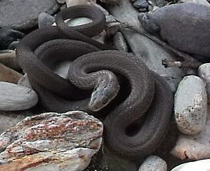 File:Blacksnake.JPG