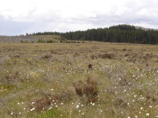 File:Bogland Meadow - geograph.org.uk - 451002.jpg