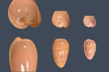 File:Bullatashape.jpg