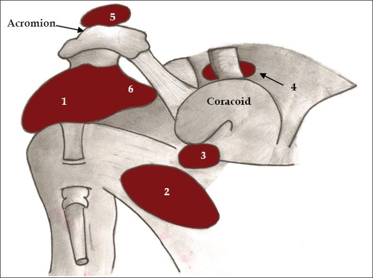 File:Bursae shoulder joint normal.jpg