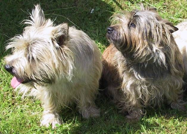 File:Cairn-terriers.jpg