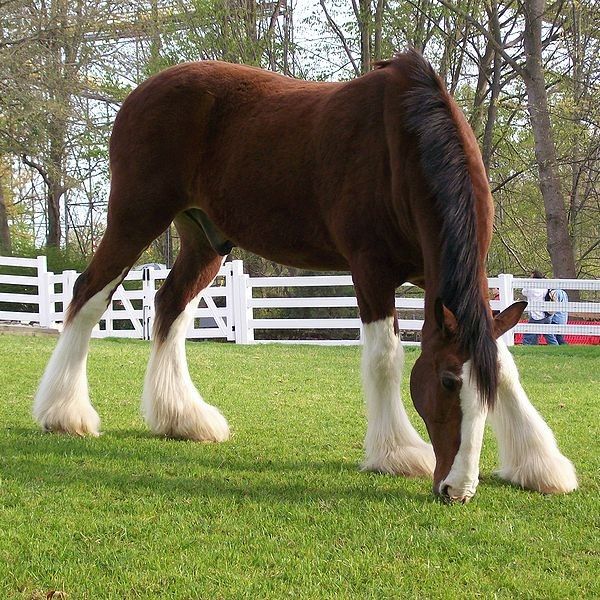 File:Clydesdale-busch-gardens c.jpg