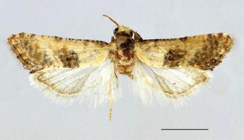 File:Cochylis faustana male.JPG