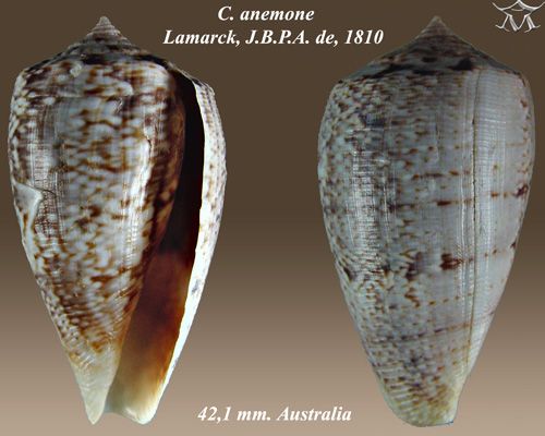 File:Conus anemone 2.jpg