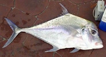 File:Diamond trevally 3.jpg