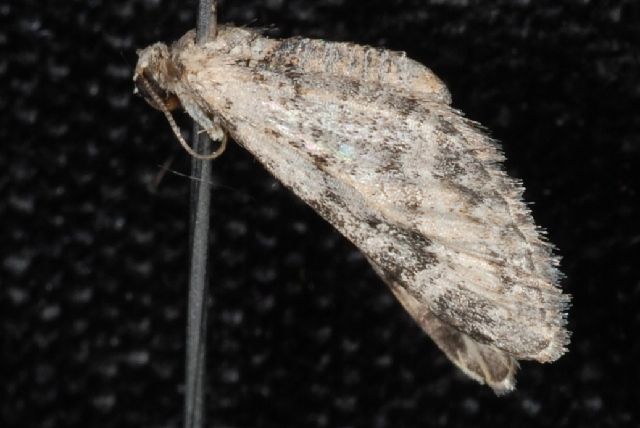 File:Eupithecia agnesata.jpg