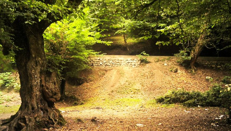 File:Forest in mazandaran.jpg