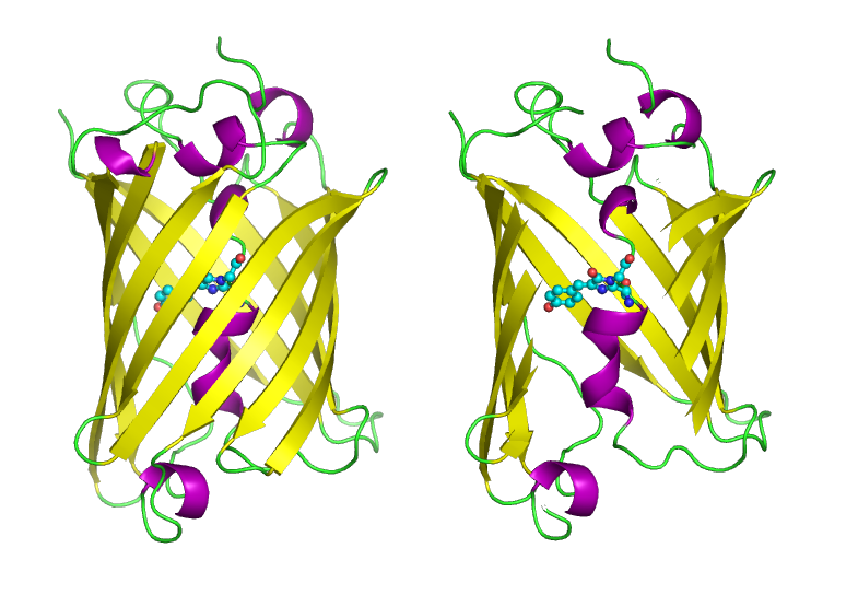 File:Gfp and fluorophore.png