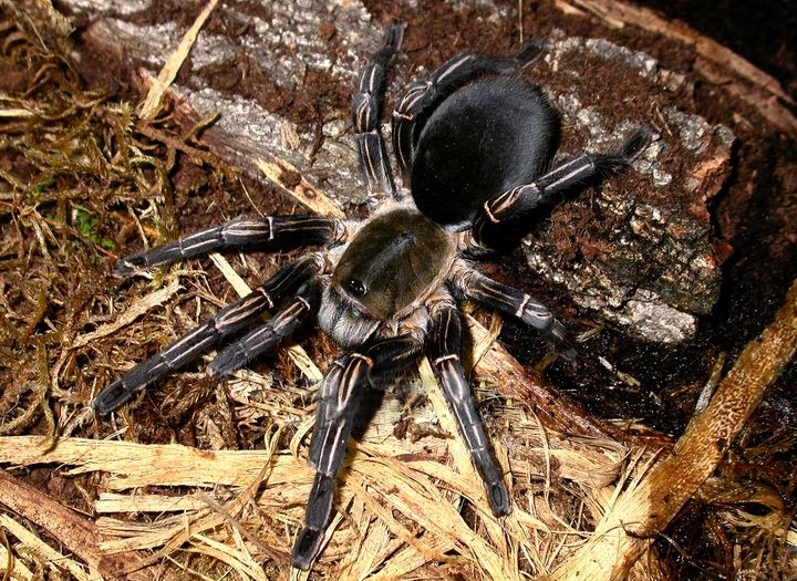 File:HAPLOPELMA ALBOSTRIATUM HEMBRA ADULTA.jpg