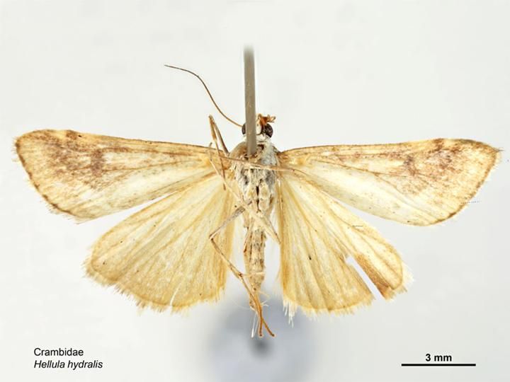 File:Hellula hydralis ventral.jpg