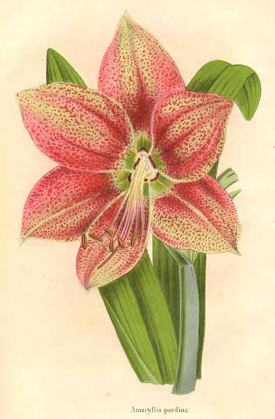 File:Hippeastrum pardinum1.jpg